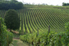 Vigneti-Colli-Piacentini.jpg
